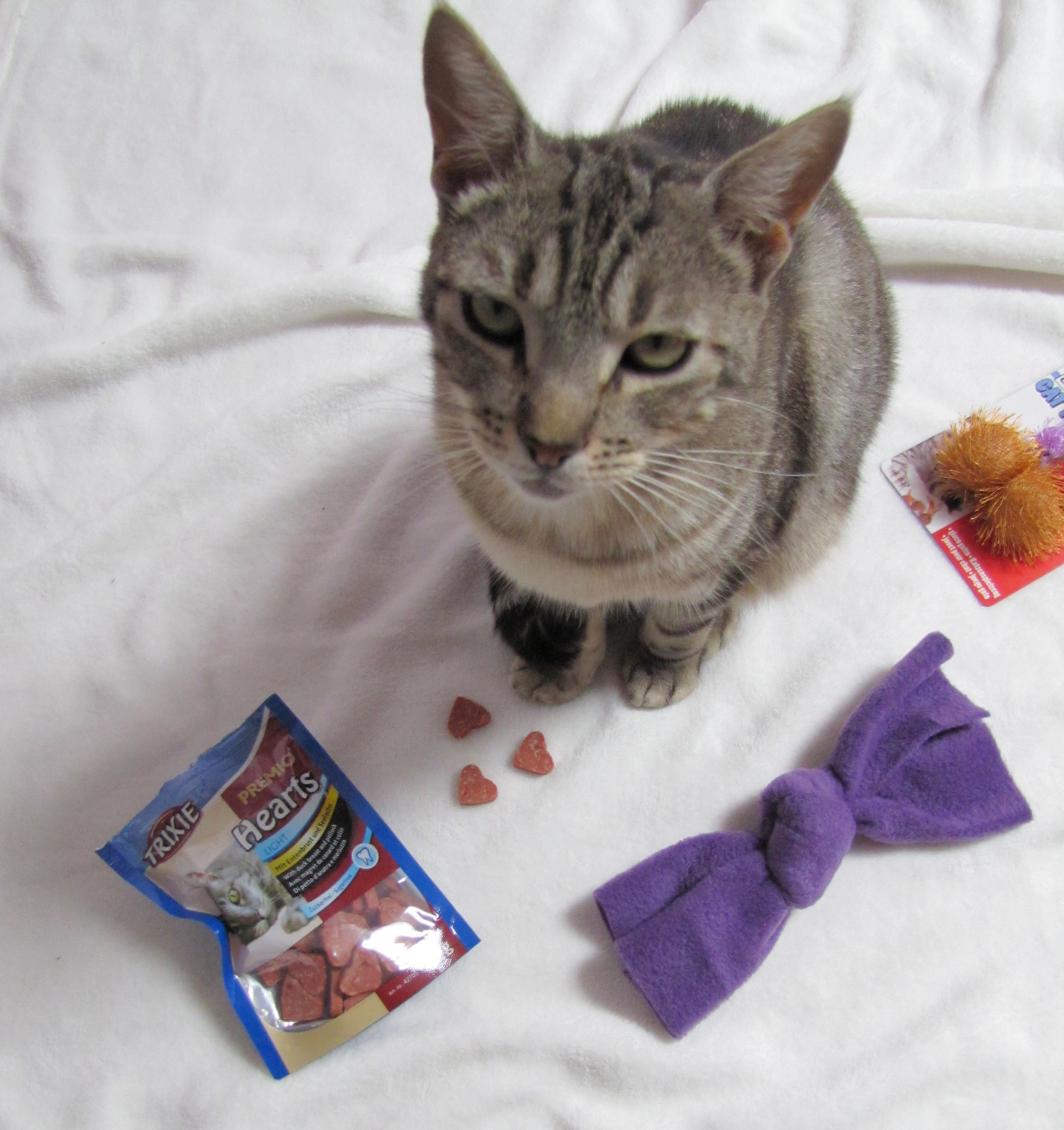 chat-qui-prefere-les-croquettes