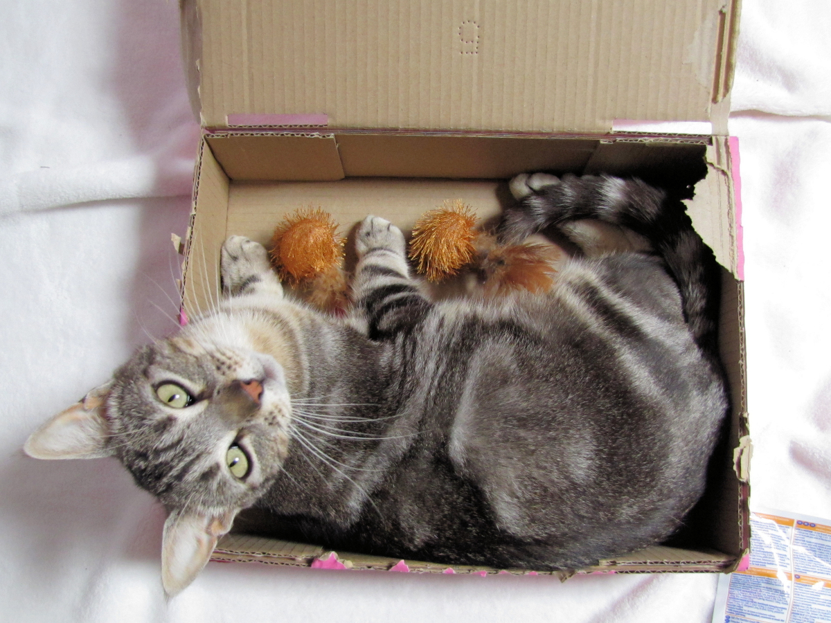 chat-dans-un-carton
